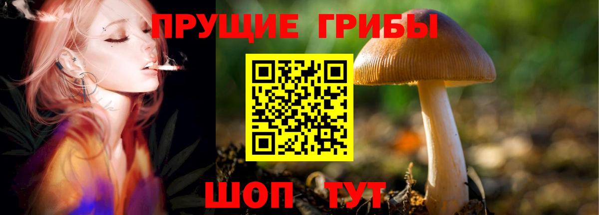 Галлюциногенные грибы Psilocybe  Вход с VPN  Белебей  где купить наркотик  Галлюциногенные грибы MAGIC MUSHROOMS 